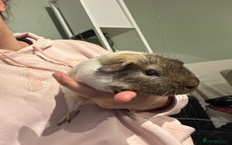 Guinea Pig rodents for sale: bonded male guinea pigs 8months  - Advert 10