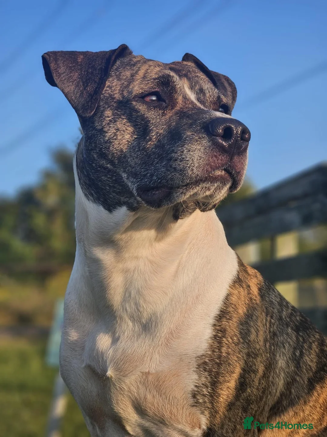 American Bull Staffy dogs for stud: Stud. in Aylesbury - Advert 1