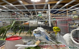 Budgerigars birds for sale: Beautiful Adult Budgies - Advert 2