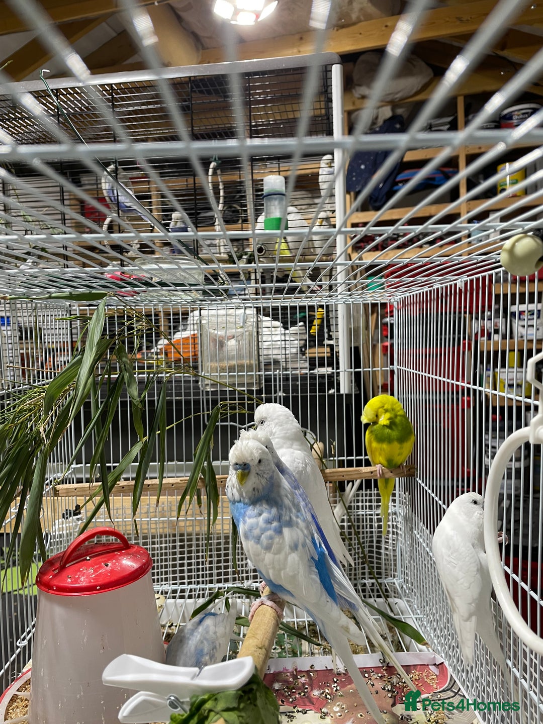 Budgerigars birds for sale: Beautiful Adult Budgies - Advert 2