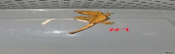 Gecko reptiles for sale: Crested Geckos  - Advert 5