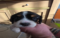 Cockalier dogs for sale: working cocker spaniel  - Image 21