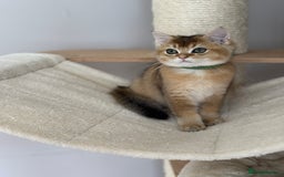 British Shorthair cats for sale: ‼️LAST KITTEN LEFT ‼️BSH Golden kittens  - Image 28