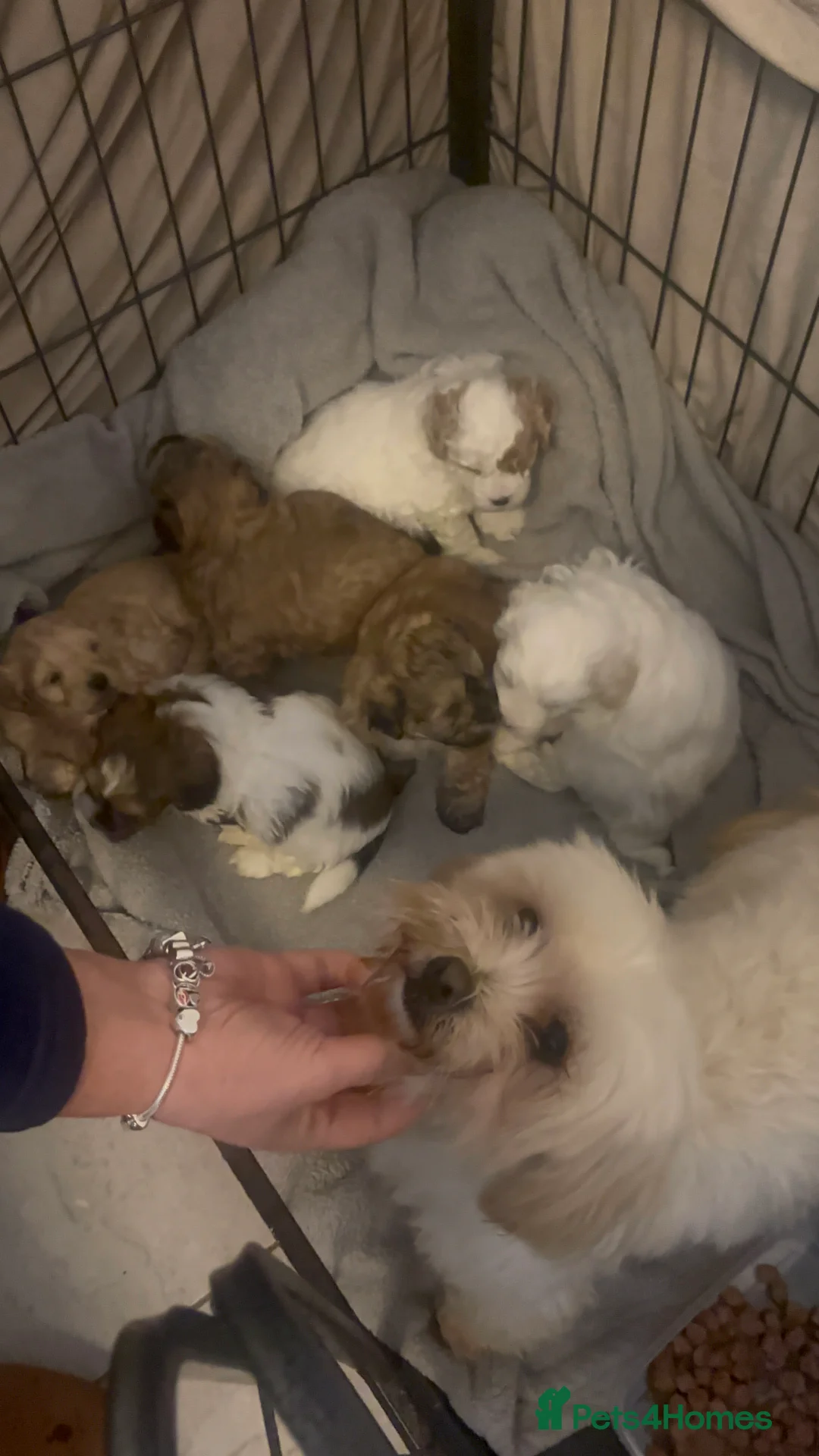 Maltipoo dogs for sale: MALTIPOO PUPPIES in Portsmouth - Advert 13