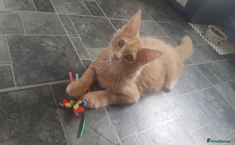 Maine Coon cats for sale - Advert 2
