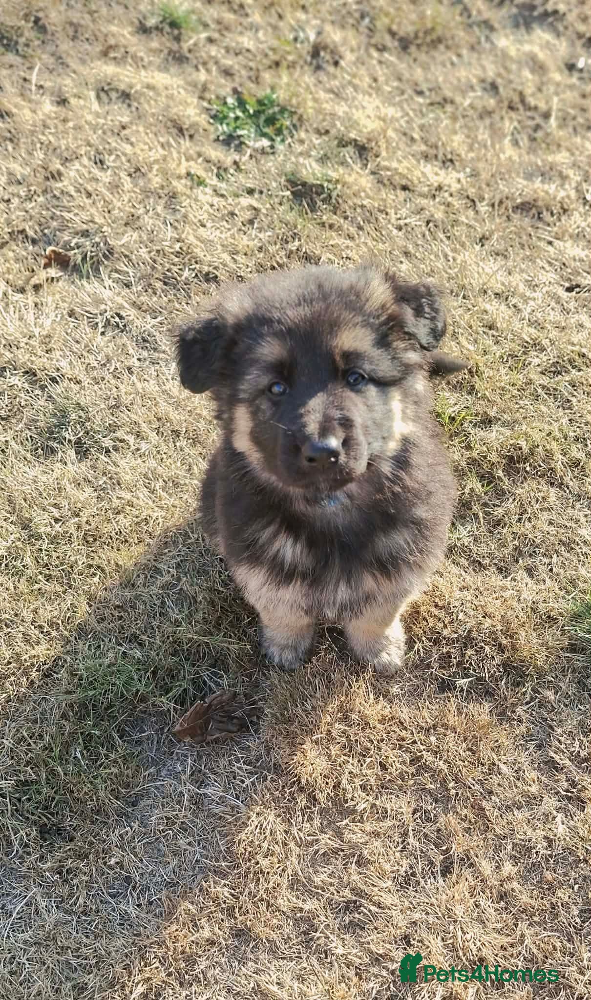 German Shepherd dogs Big, fluffy, beautiful German Shepherd Puppies - Advert 1