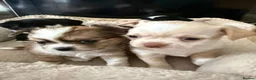 Chihuahua dogs for sale: 4 gorgeous chihuahua puppies - Advert 19