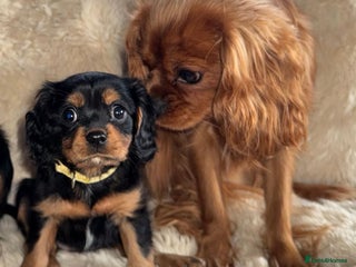 Cavalier King Charles Spaniel dogs Beautiful Cavalier Puppies - Fully health tested - Advert 4