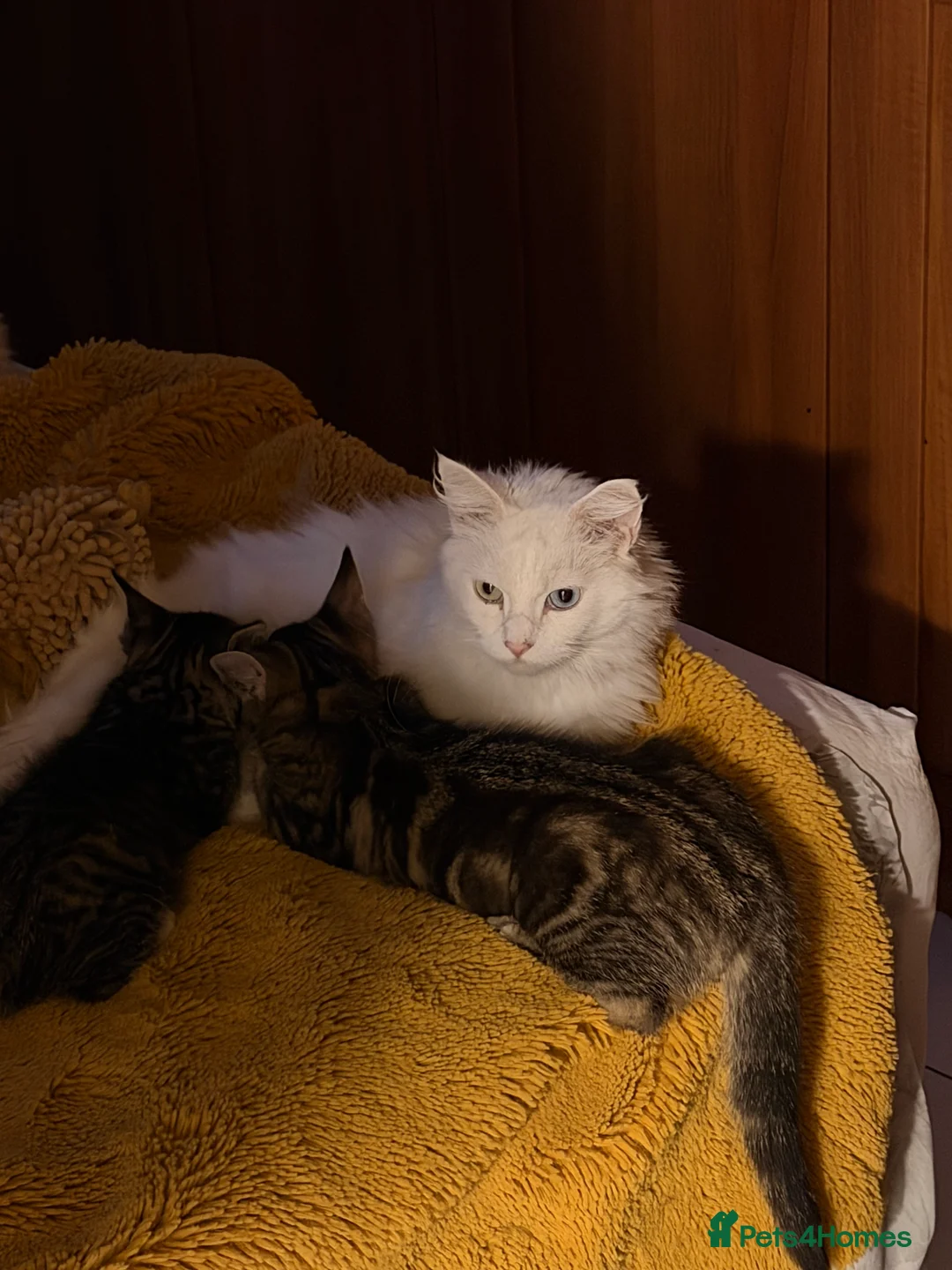 Mixed Breed cats for sale: Male Kittens for Sale-Polydactyl & Tabby  - Advert 13