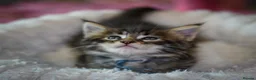 Maine Coon cats for sale: Gorgeous full breed Mainecoon kittens ready July  - Advert 9
