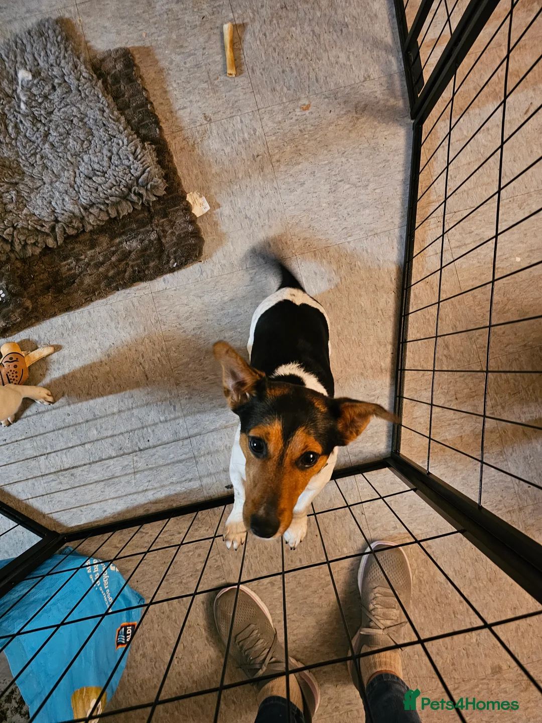 Jack Russell dogs for sale: Shiloh - Advert 3