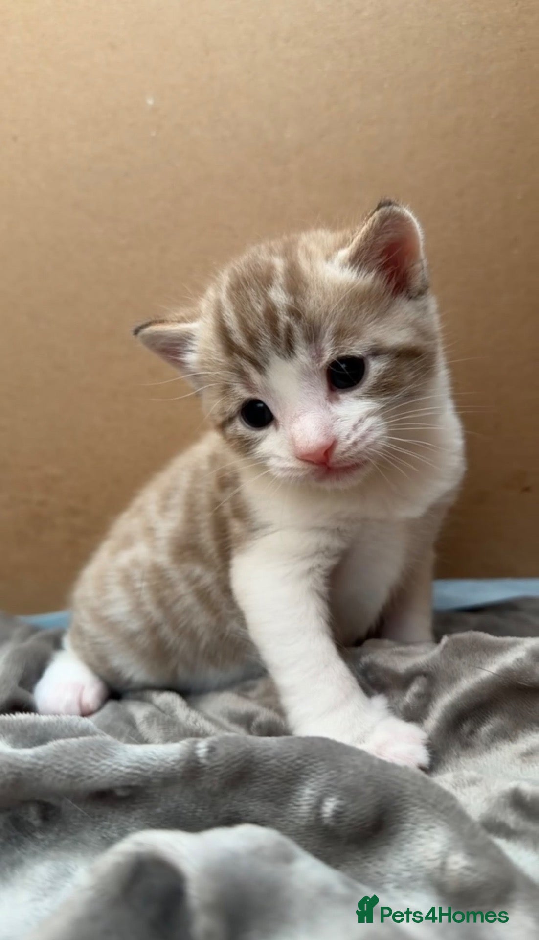Domestic Shorthair cats Mixed litter of kittens - Advert 13