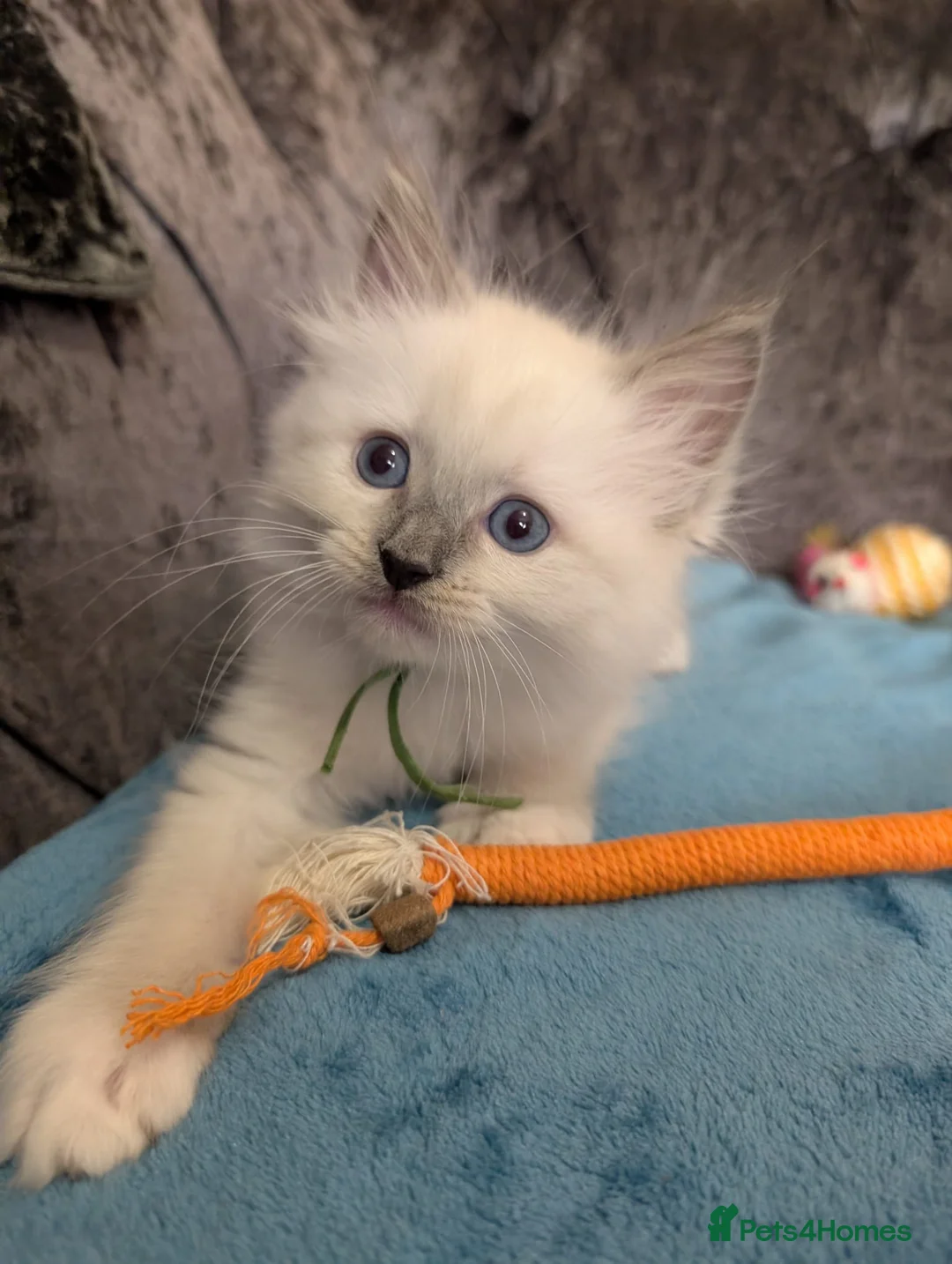 Ragdoll cats for sale: 💛GCCF 💛Ragdoll blue point mitted kittens  - Advert 34