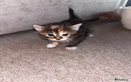 Domestic Shorthair cats for sale: Siberian Mixed (Fluffy Kittens)  - Image 5