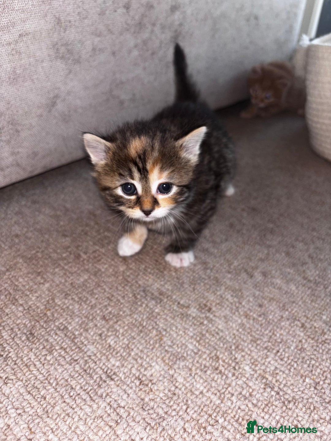 Domestic Shorthair cats for sale: Siberian Mixed (Fluffy Kittens)  - Image 5