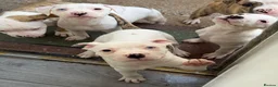 American Bulldog dogs for sale: AMERICAN BULLDOG PUPIES - Advert 4