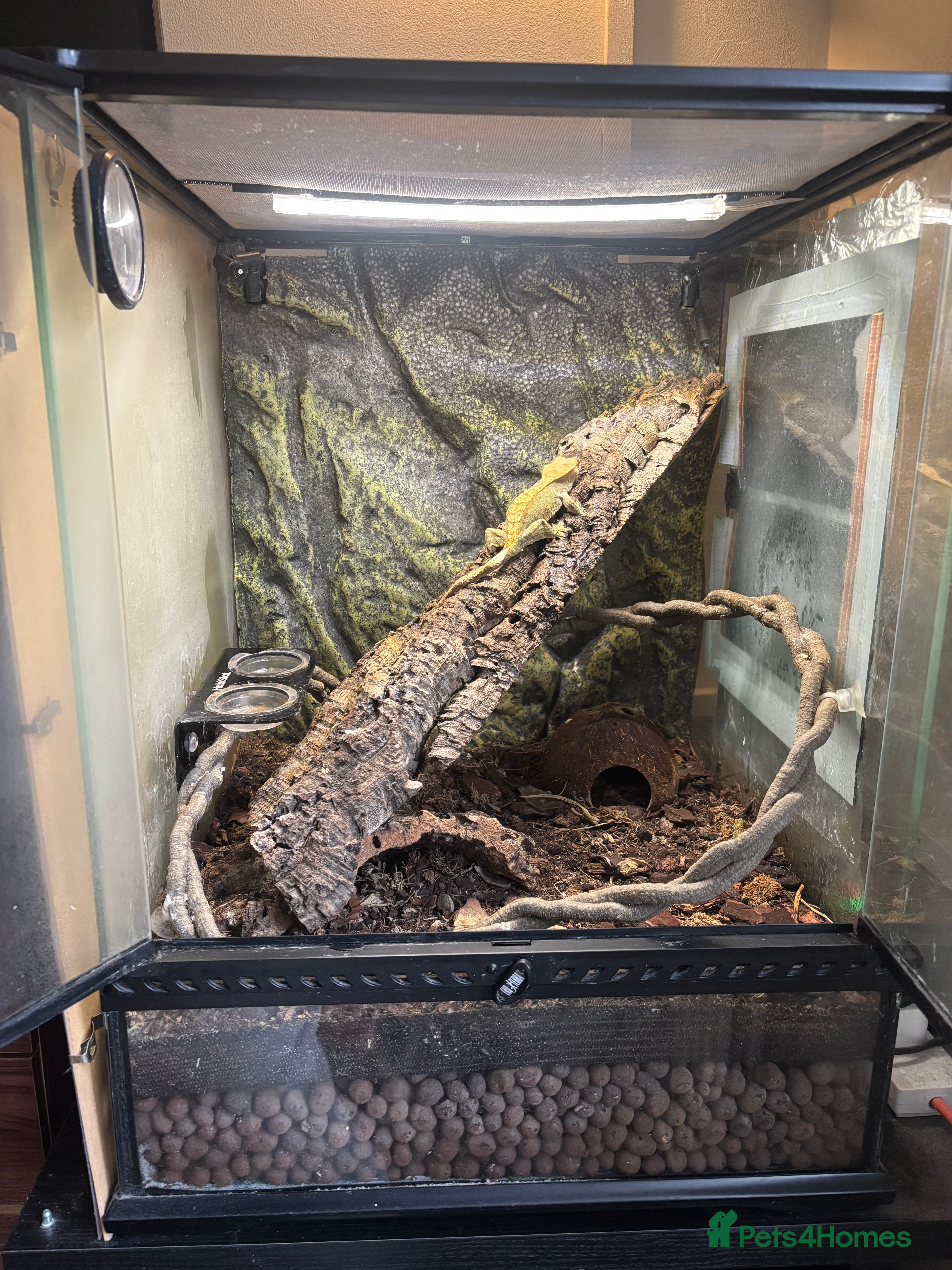 Gecko reptiles Crested gecko and full bio active set up and stand in Biggleswade - Advert 3