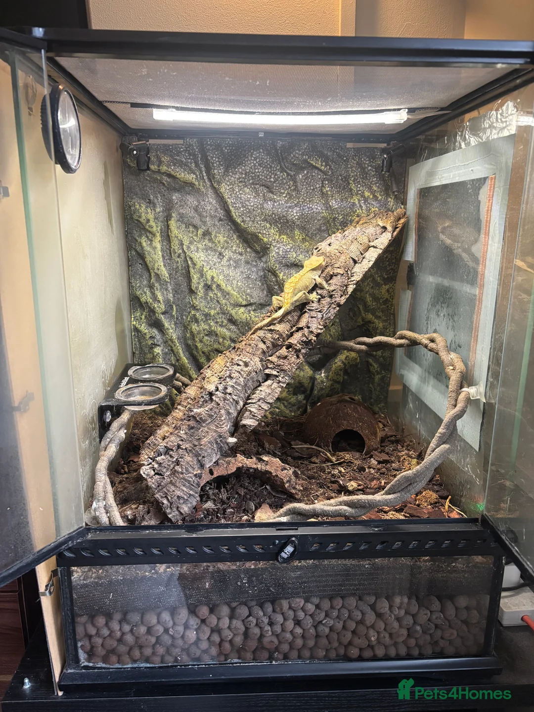 Gecko reptiles for sale: Crested gecko and full bio active set up and stand in Biggleswade - Advert 1