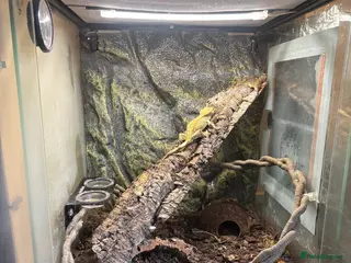 Gecko reptiles Crested gecko and full bio active set up and stand in Biggleswade - Advert 3