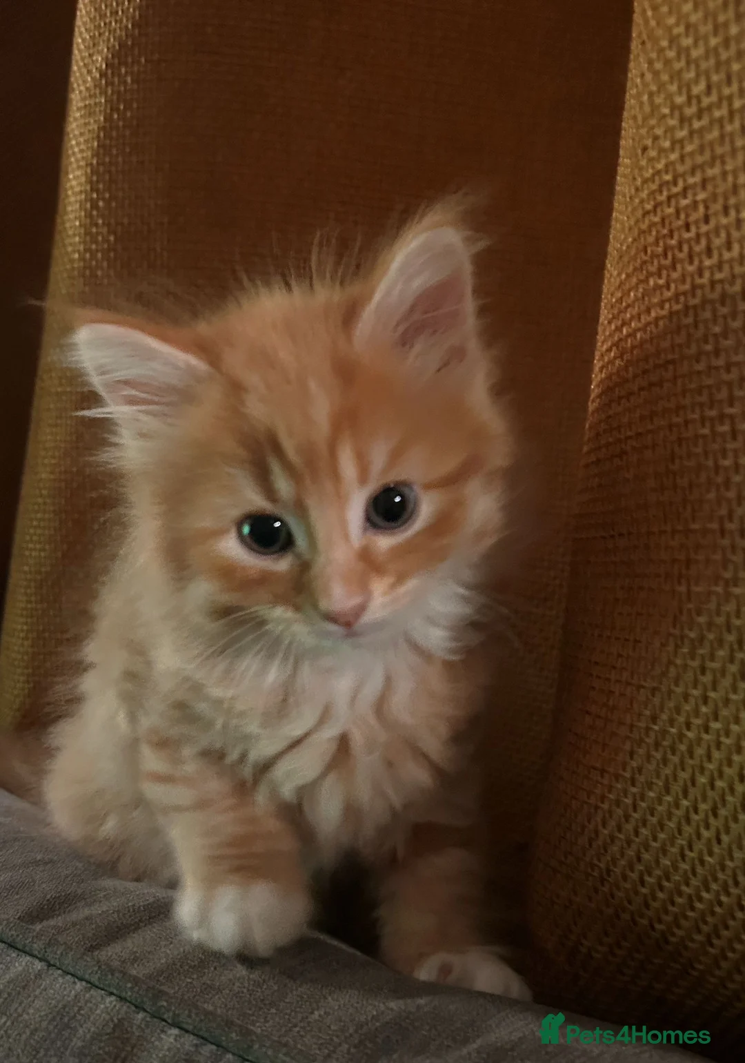 Mixed Breed cats for sale: Beautiful little boy ready for his new home ❤️ in Leicester - Advert 3