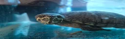 Turtle reptiles for sale: MUSK TURTLE FOR SALE FEMALE 5 YEAR OLD in Preston - Advert 9