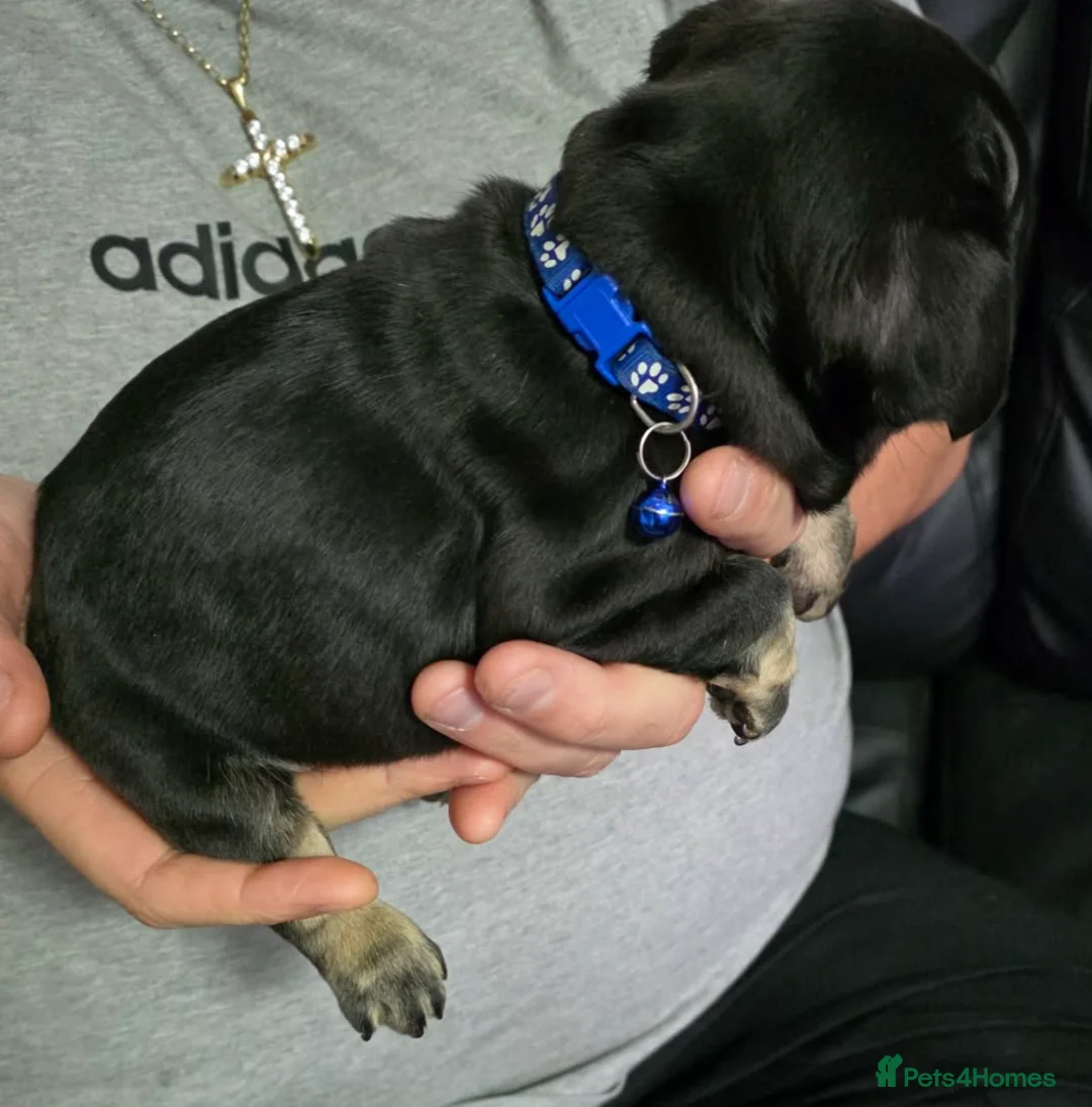 French Bulldog dogs for sale: Stunning French bulldog pupies  - Advert 15