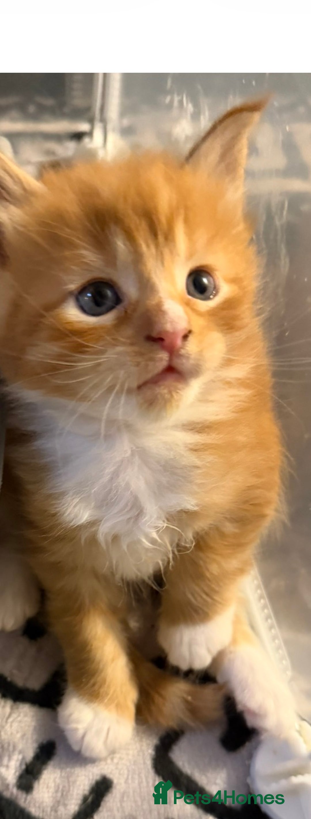 Maine Coon cats for sale: Rare red and white bicolor lMaincoon ready now  - Advert 6