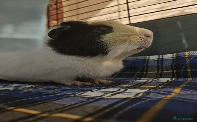 Guinea Pig rodents - Advert 9