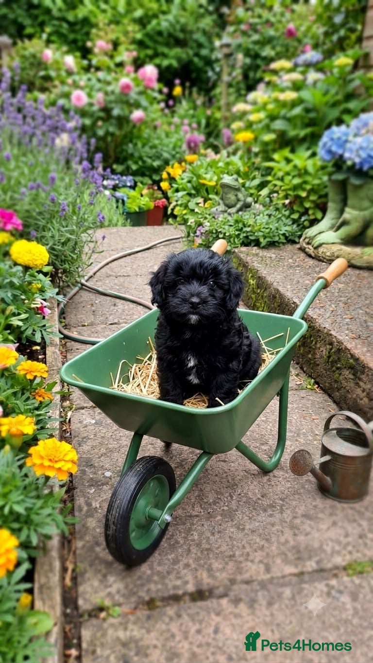 Maltipoo dogs TOY MALTIPOO PUPS FOR SALE - Advert 14