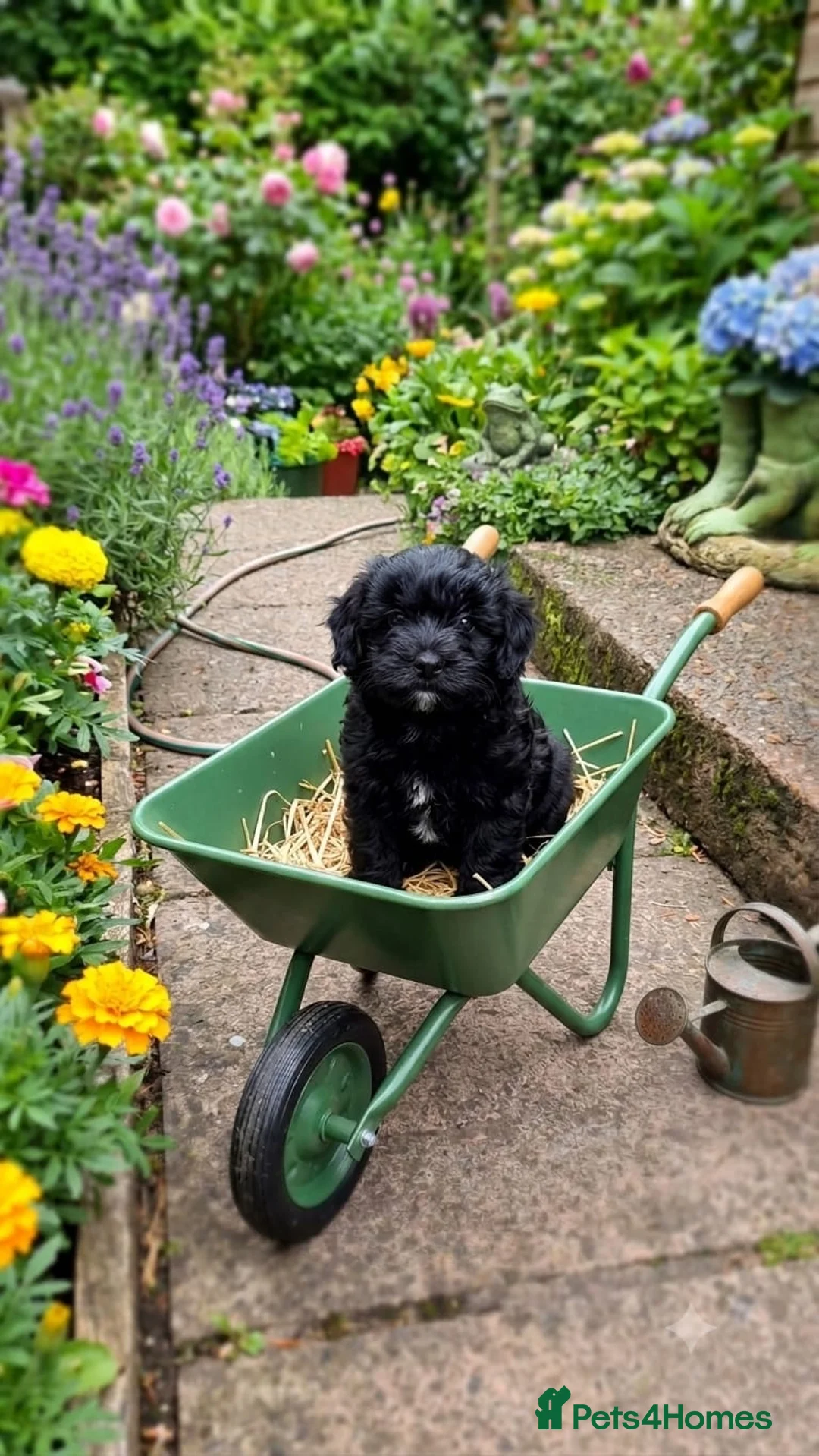 Maltipoo dogs for sale: TOY MALTIPOO PUPS FOR SALE - Advert 1