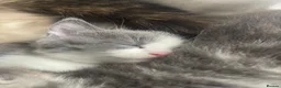 Ragdoll cats for sale: 2 ragdoll cross kittens  in Haddington - Advert 16