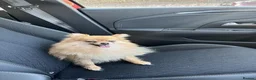 Pomeranian dogs for sale: Looking for a loving and new home for Lala in Edinburgh - Advert 5