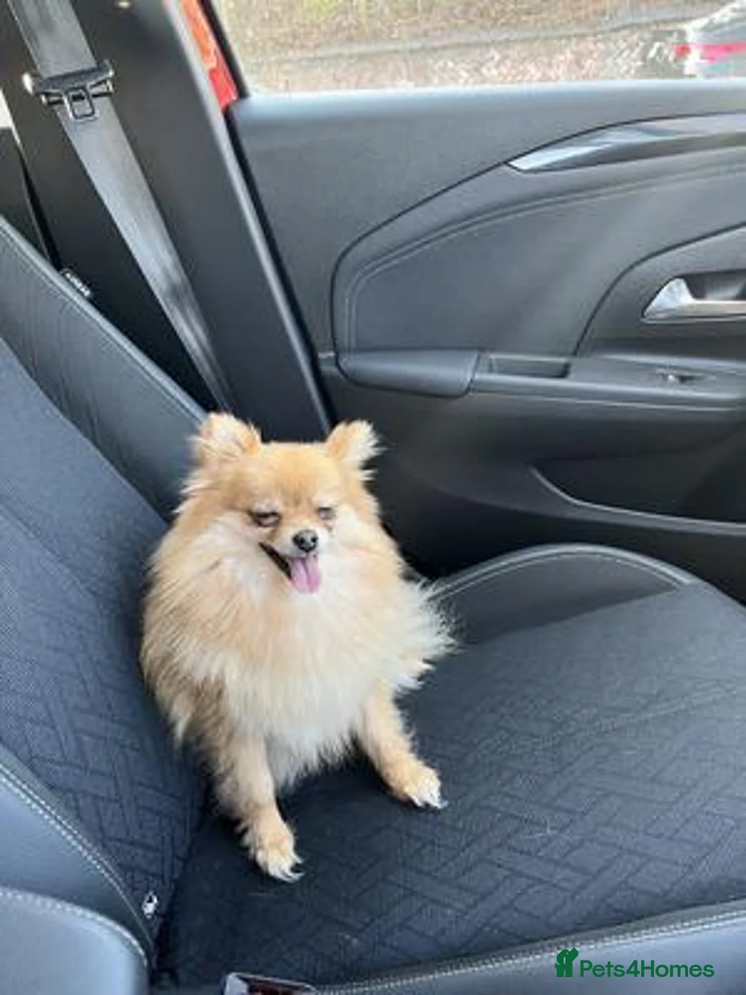 Pomeranian dogs for sale: Looking for a loving and new home for Lala in Edinburgh - Advert 5