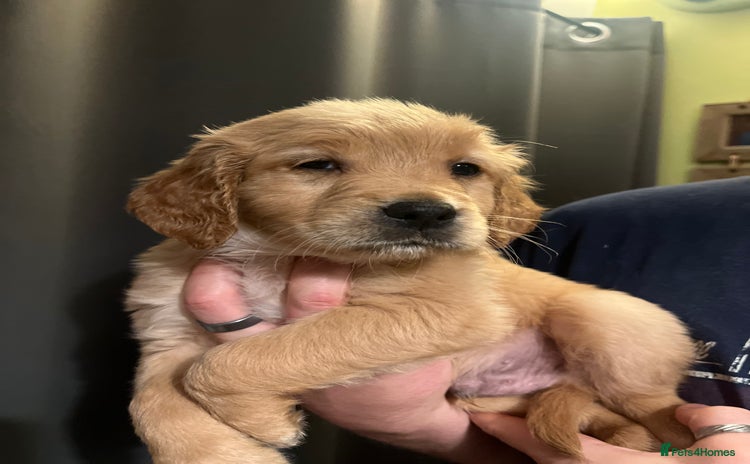 Golden Retriever dogs - Advert 8