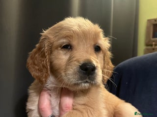 Golden Retriever dogs - Advert 2