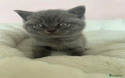 British Shorthair cats for sale: British shorthair kitten  - Image 16