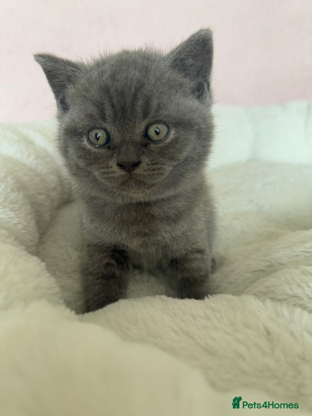 British Shorthair cats for sale: British shorthair kitten  - Image 16