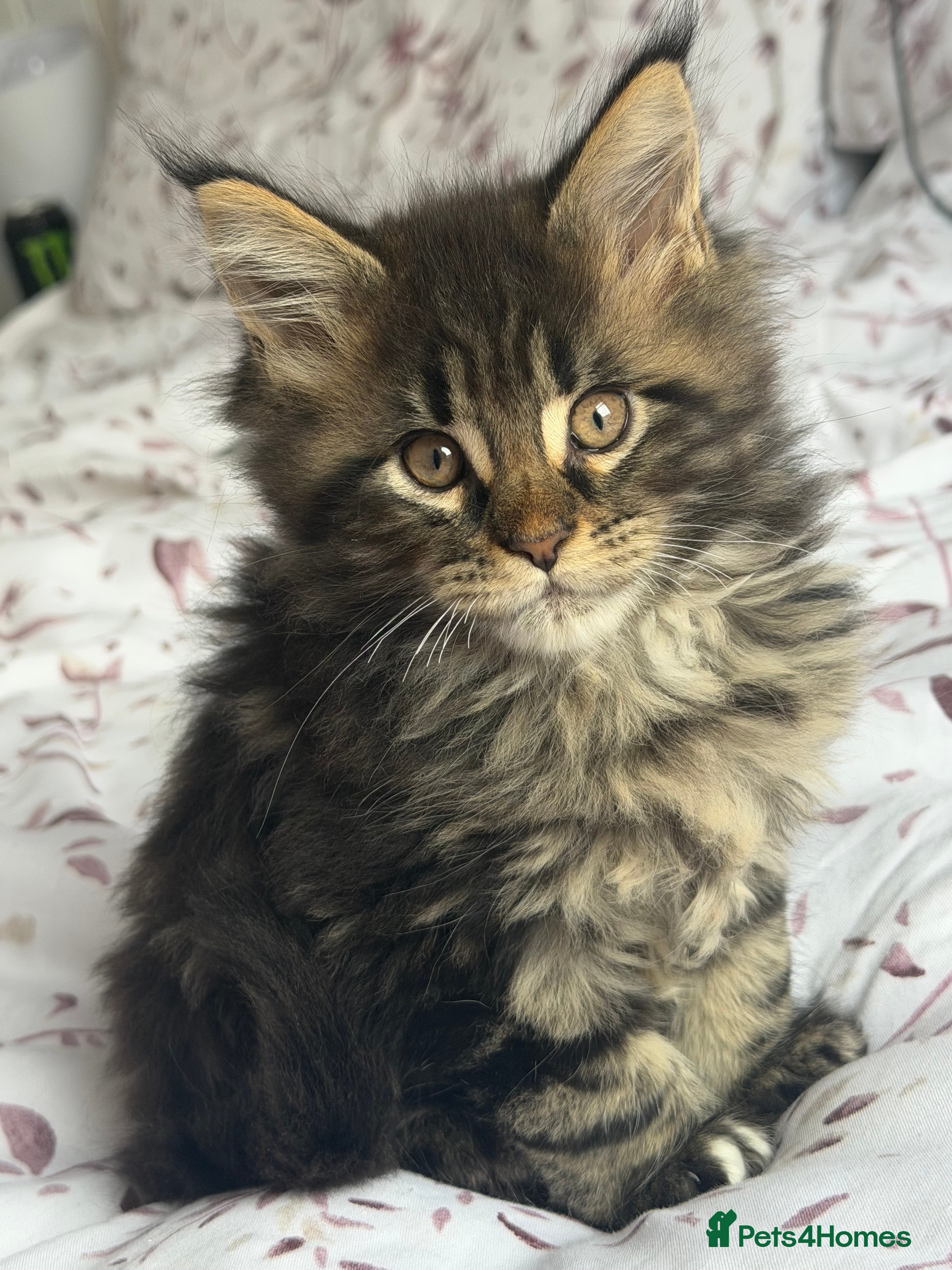 Maine Coon cats 🐾 MAINE COON KITTEN LAST ONE  🐾 - Advert 2
