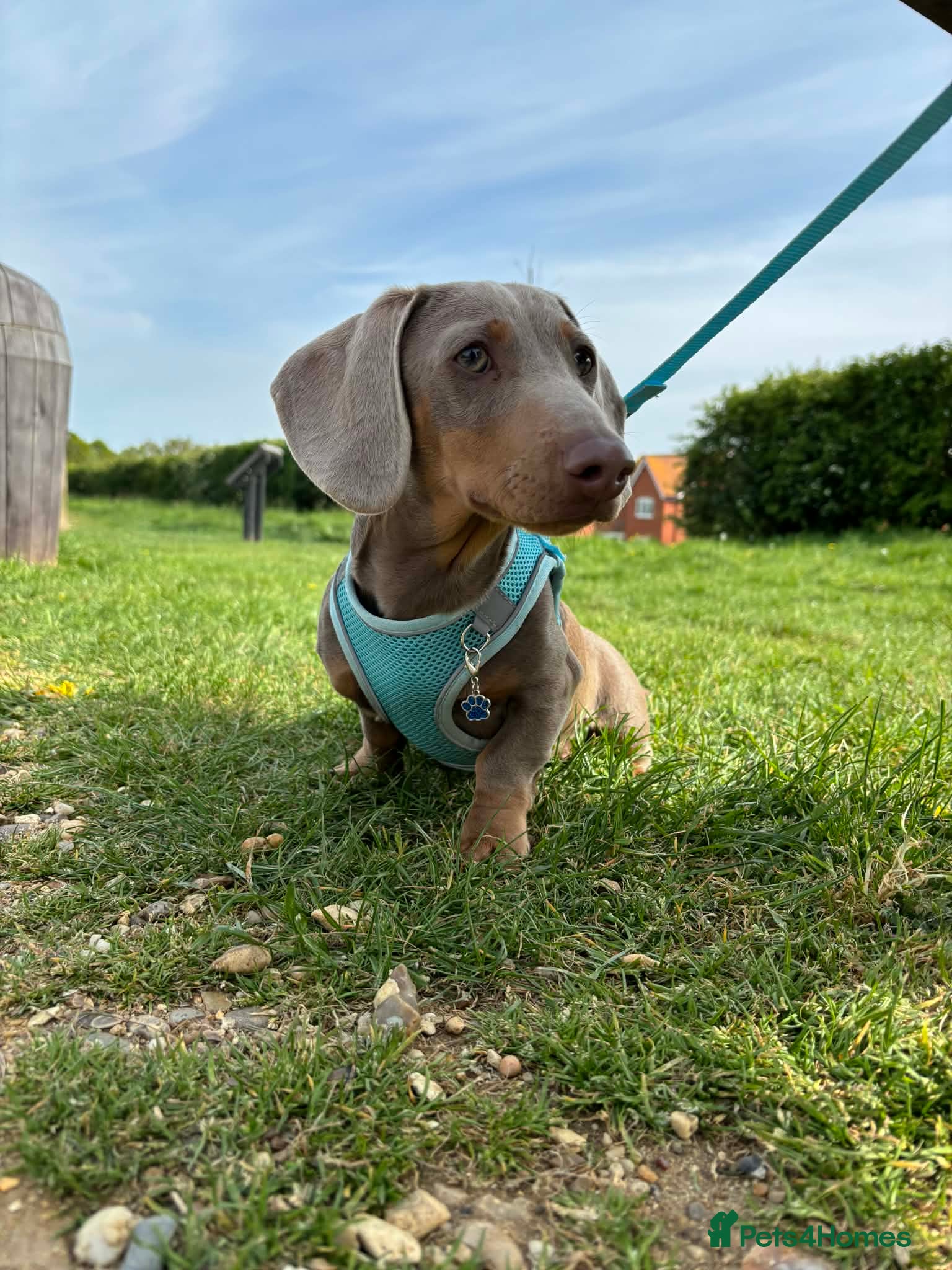 Miniature Dachshund dogs Lilac and tan miniature Dash-hound  - Advert 9