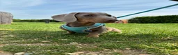 Miniature Dachshund dogs for sale: Lilac and tan miniature Dash-hound  - Advert 1