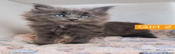Maine Coon cats for sale: Blue Maine coon kittens + DNA health tested  - Advert 22