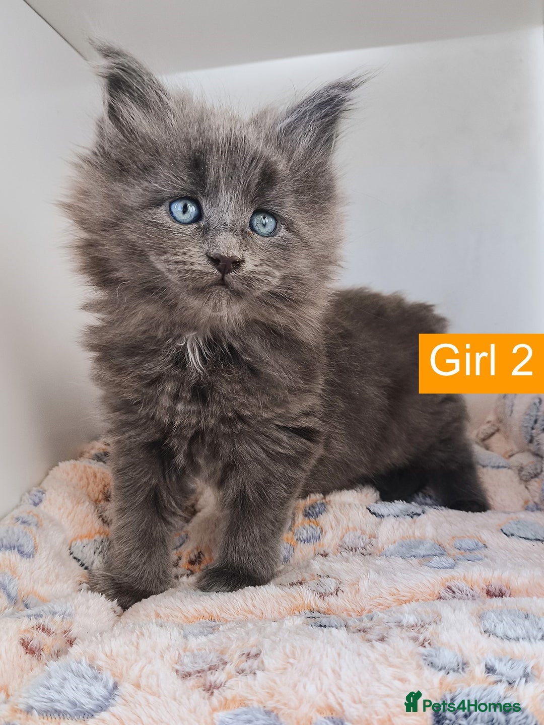 Maine Coon cats for sale: Blue Maine coon kittens + DNA health tested  - Advert 22