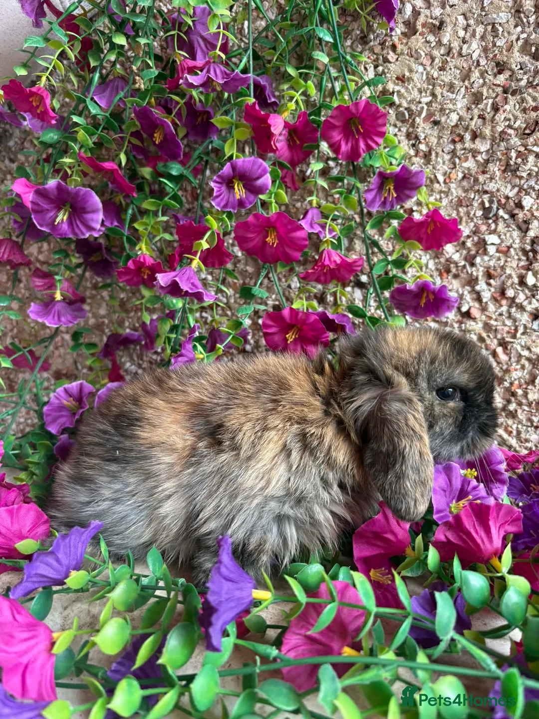 Mini Lop rabbits for sale: Mini lop baby rabbits  - Advert 1