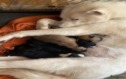 Mixed Breed dogs for sale: Huskita X Border Collie mix - Image 2