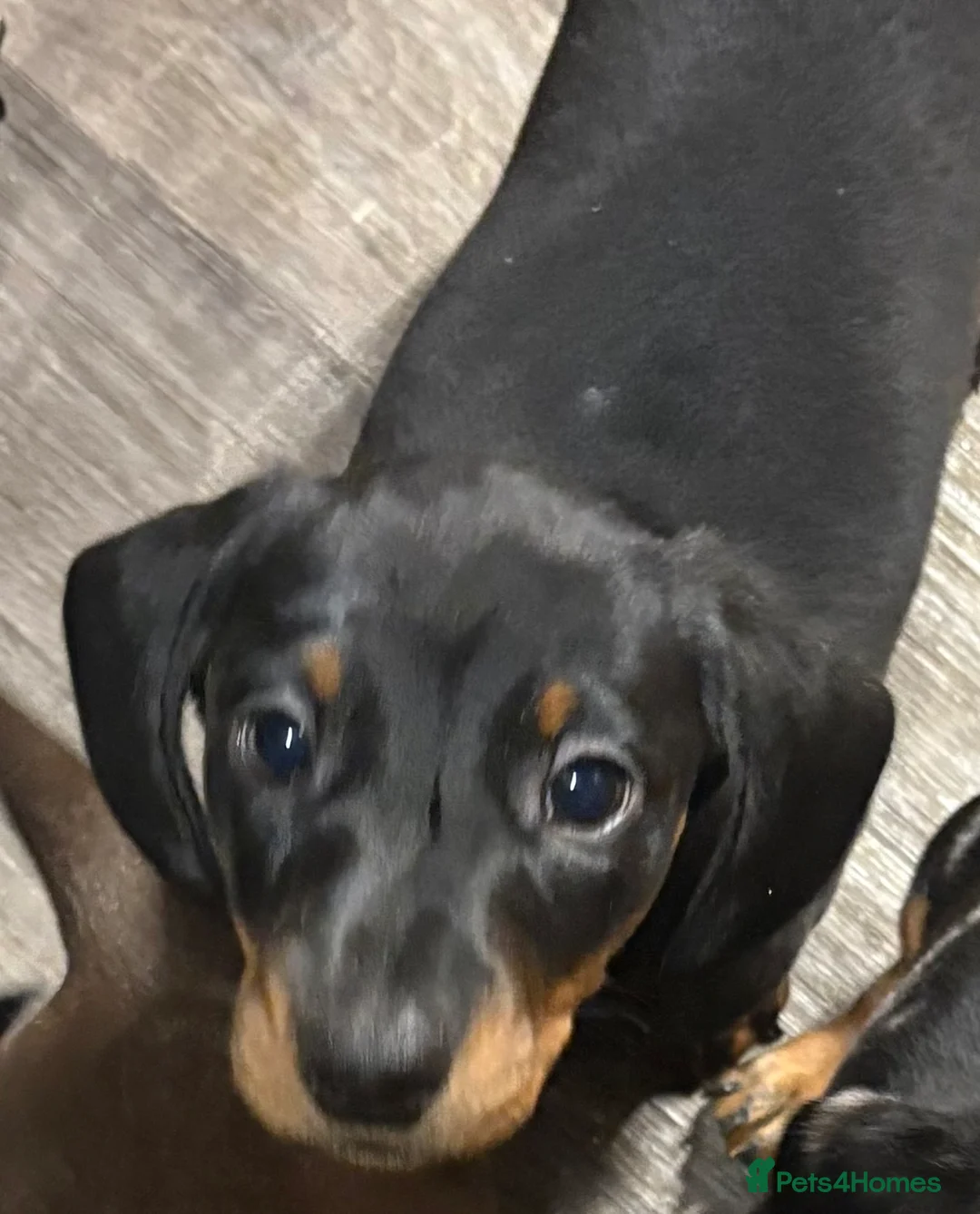 Miniature Dachshund dogs for sale: Beautiful little boy - Advert 5