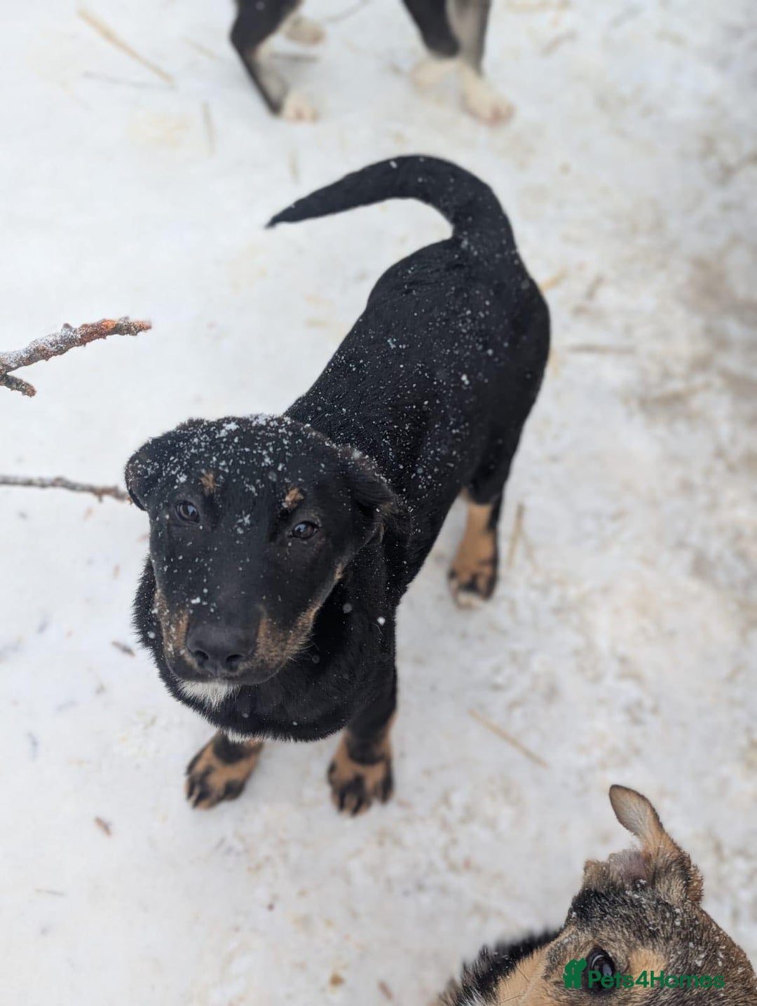 Mixed Breed dogs for adoption: Quinn 🩷 - Advert 2