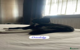 Mixed Breed cats for sale: Cutest Scottish Fold and BSH kittens  - Image 3