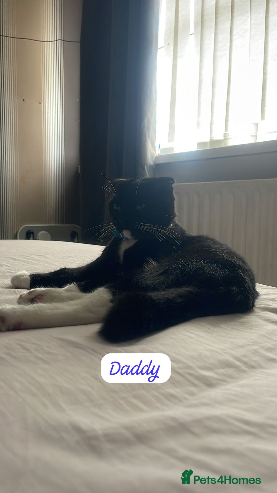 Mixed Breed cats for sale: Cutest Scottish Fold and BSH kittens  - Image 3