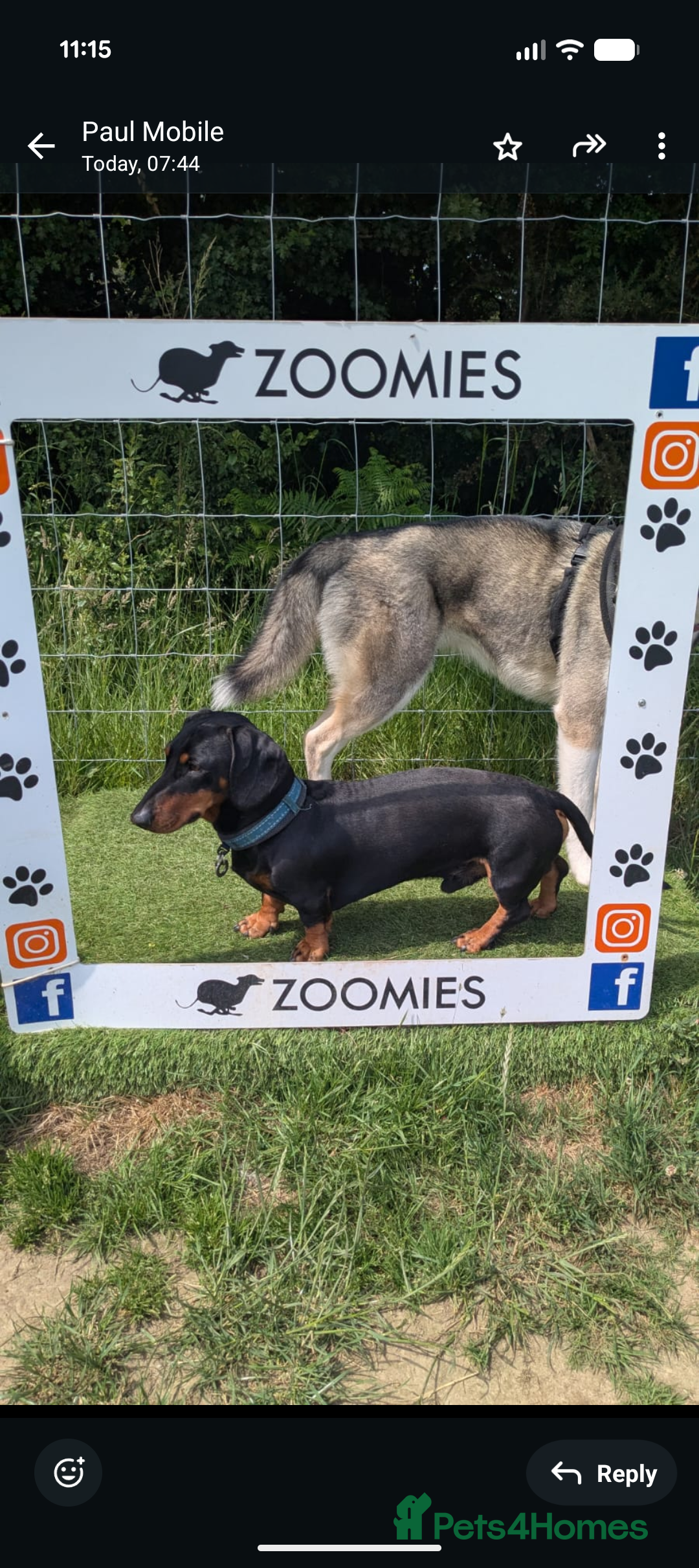 Dachshund dogs for stud: Standard black and tan dachshund for stud  - Advert 12