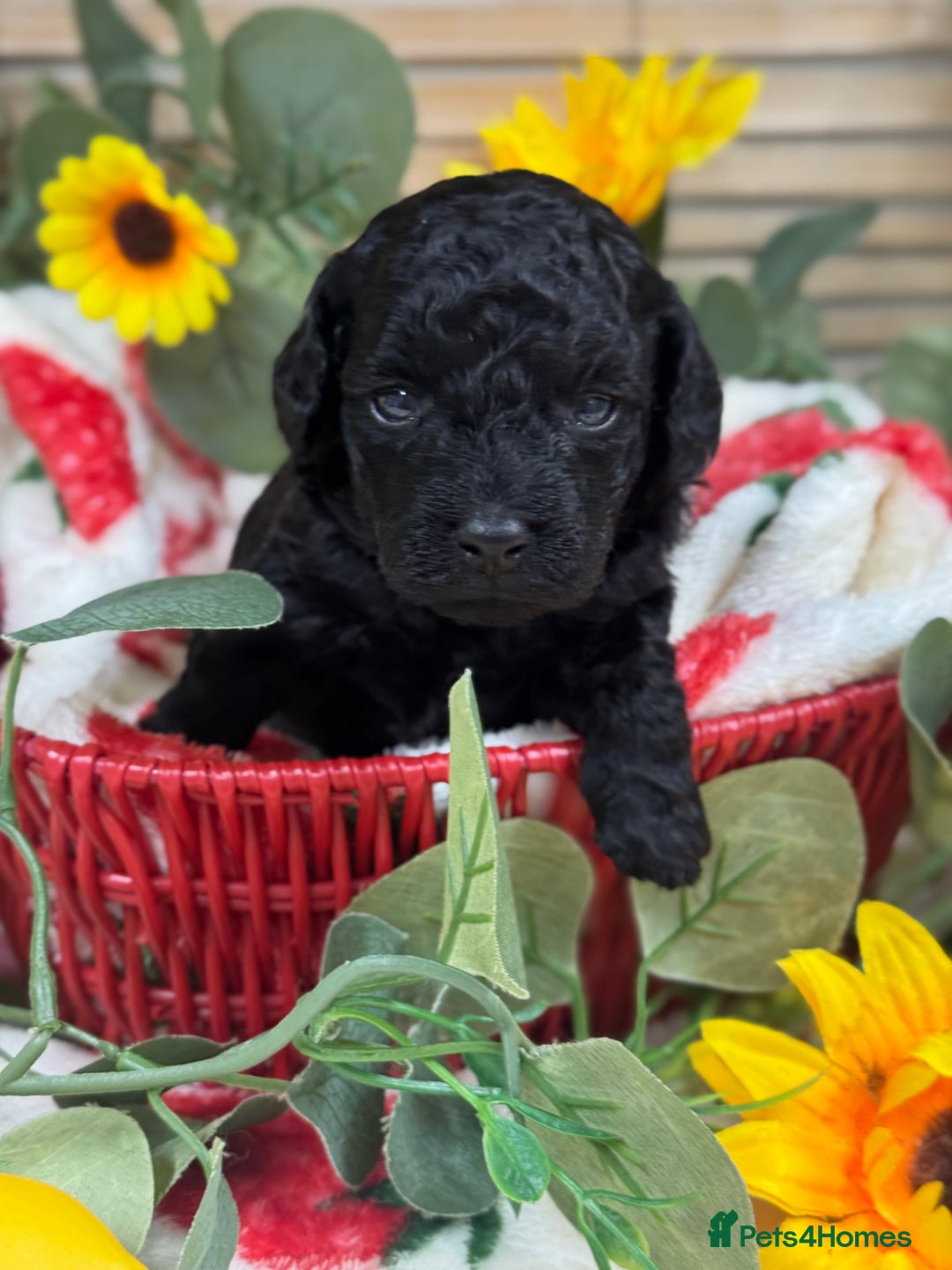 Toy Poodle dogs for sale: 🍇🐩 Last Girl Available 🐩🍇 - KC Toy Poodles 🐩✨ - Image 4